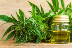 Cannabis medicinal: Comisión de Salud del Senado rechaza ley Cultivo Seguro