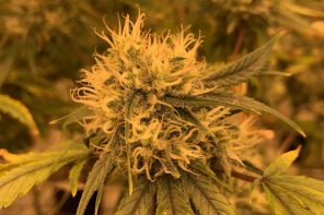 Avanza proyecto que permite cultivar hasta cinco plantas de marihuana