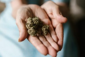 Preparan el mayor estudio independiente sobre el consumo de cannabis