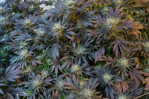 Senado rechazó el autocultivo y la tenencia de hasta 500 gramos de cannabis