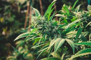 Estudio: legalización del cannabis no aumenta casos de psicosis