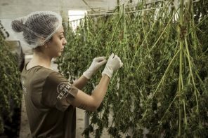 TC respalda cultivo medicinal de cannabis en “ley antinarco”