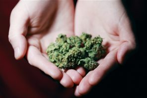 Corte Suprema anula condena por cultivo de cannabis y marca importante precedente