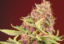 Colombia authorizes the legal sale of medicinal cannabis Colombia autoriza la cannabis medicinal