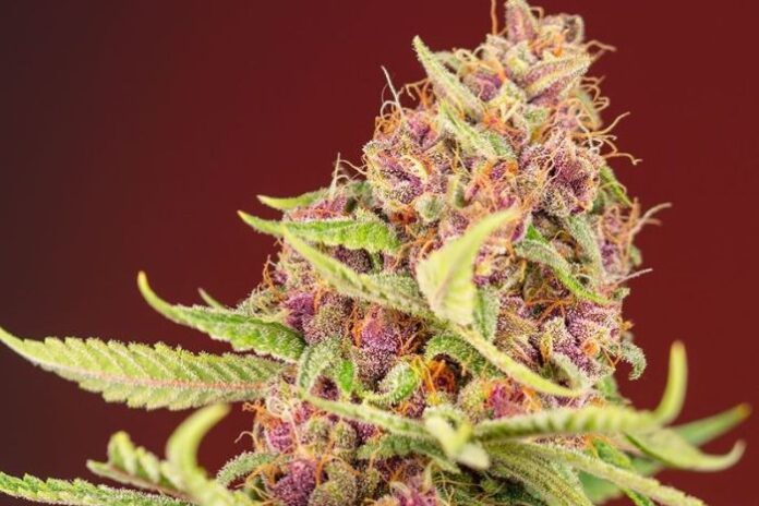 Colombia autoriza la cannabis medicinal